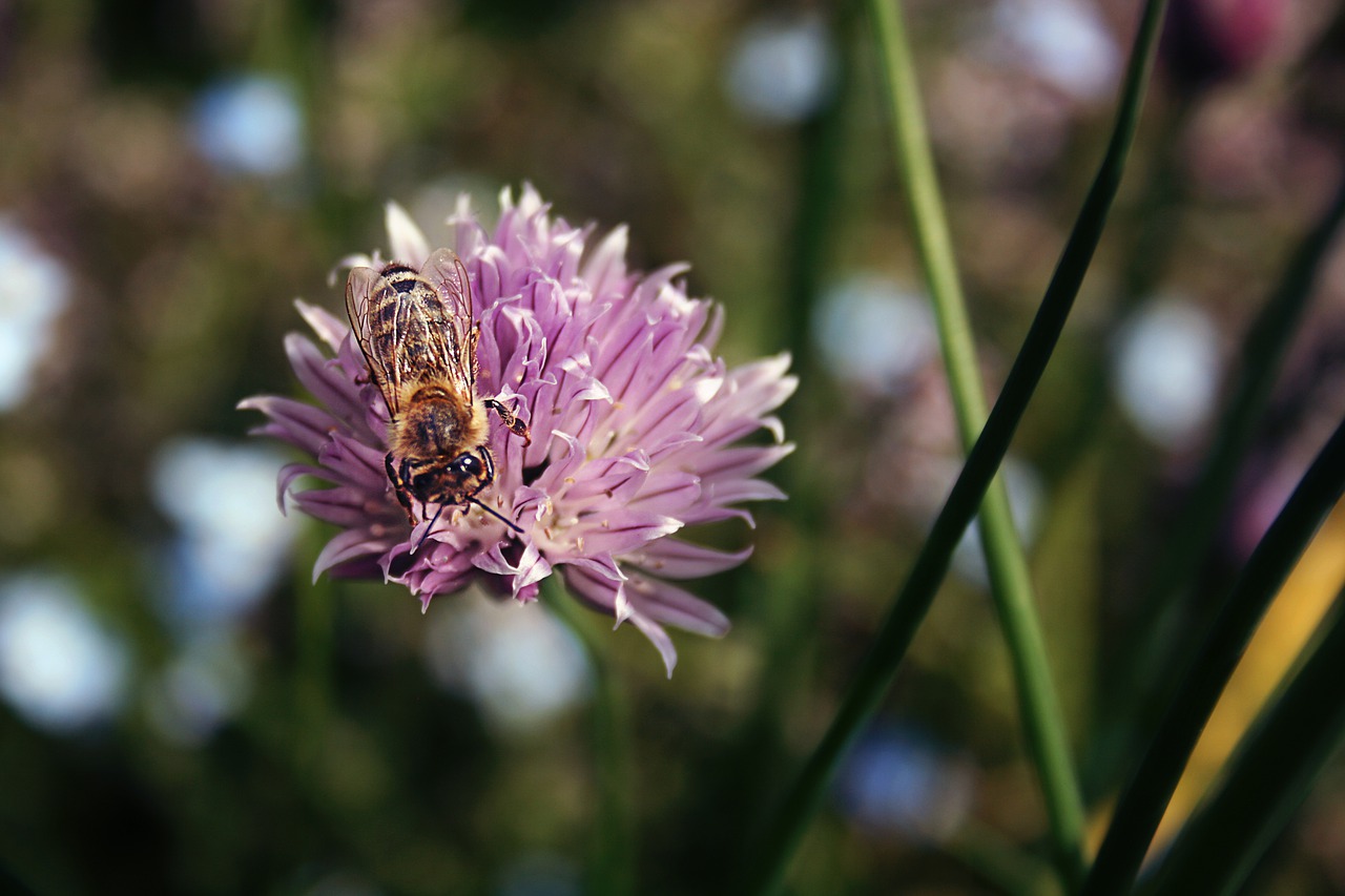 bee  insect  chives blossom free photo