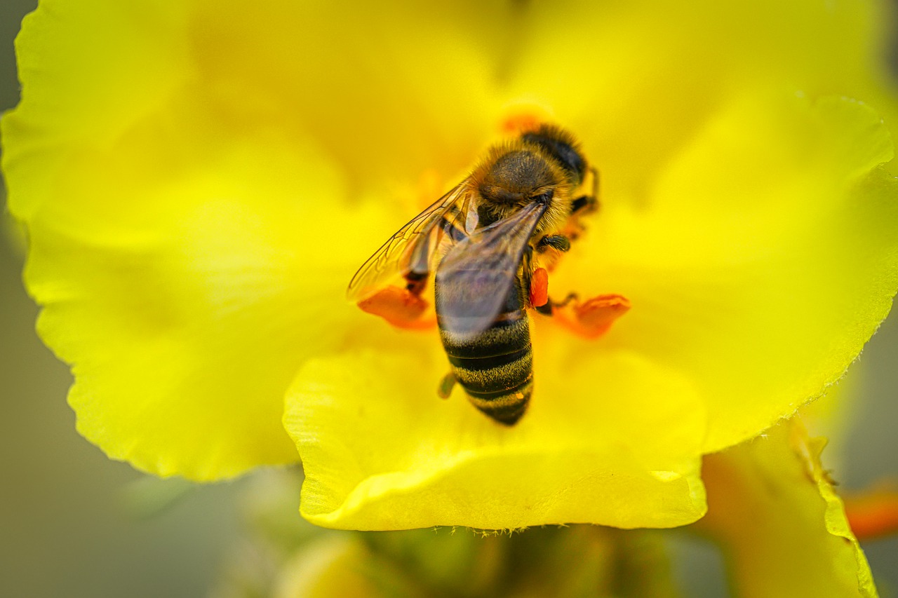 bee  flower  petal free photo