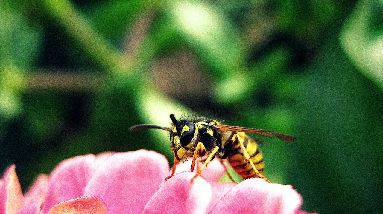 bee flower insect free photo