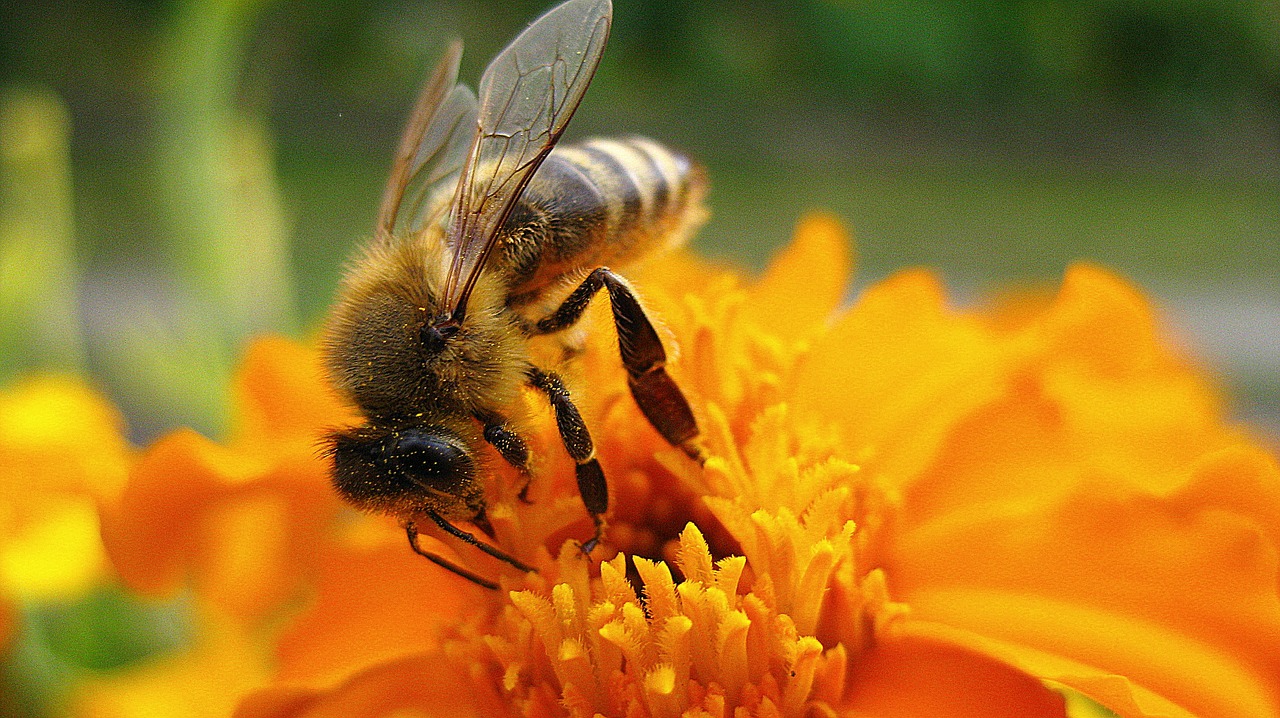 bee flower nature free photo