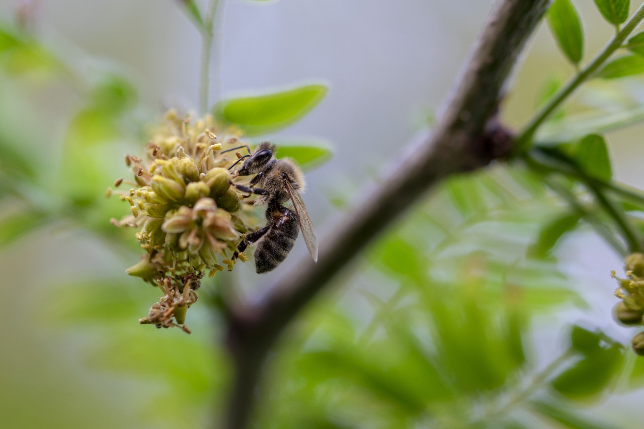 bee  insect  nature free photo