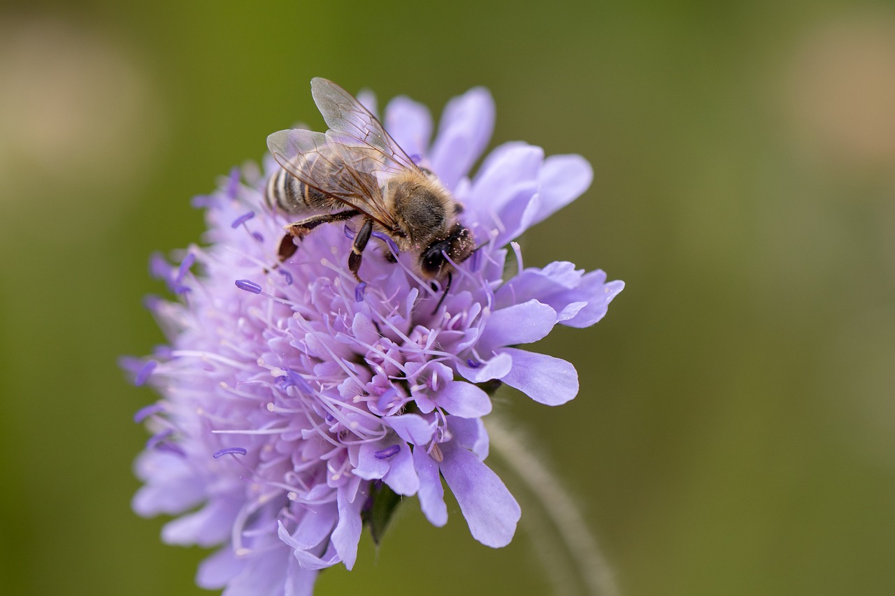 bee  nectar  insect free photo