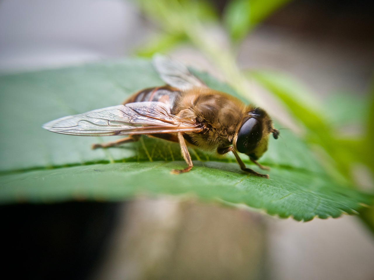 bee  flying  insect free photo