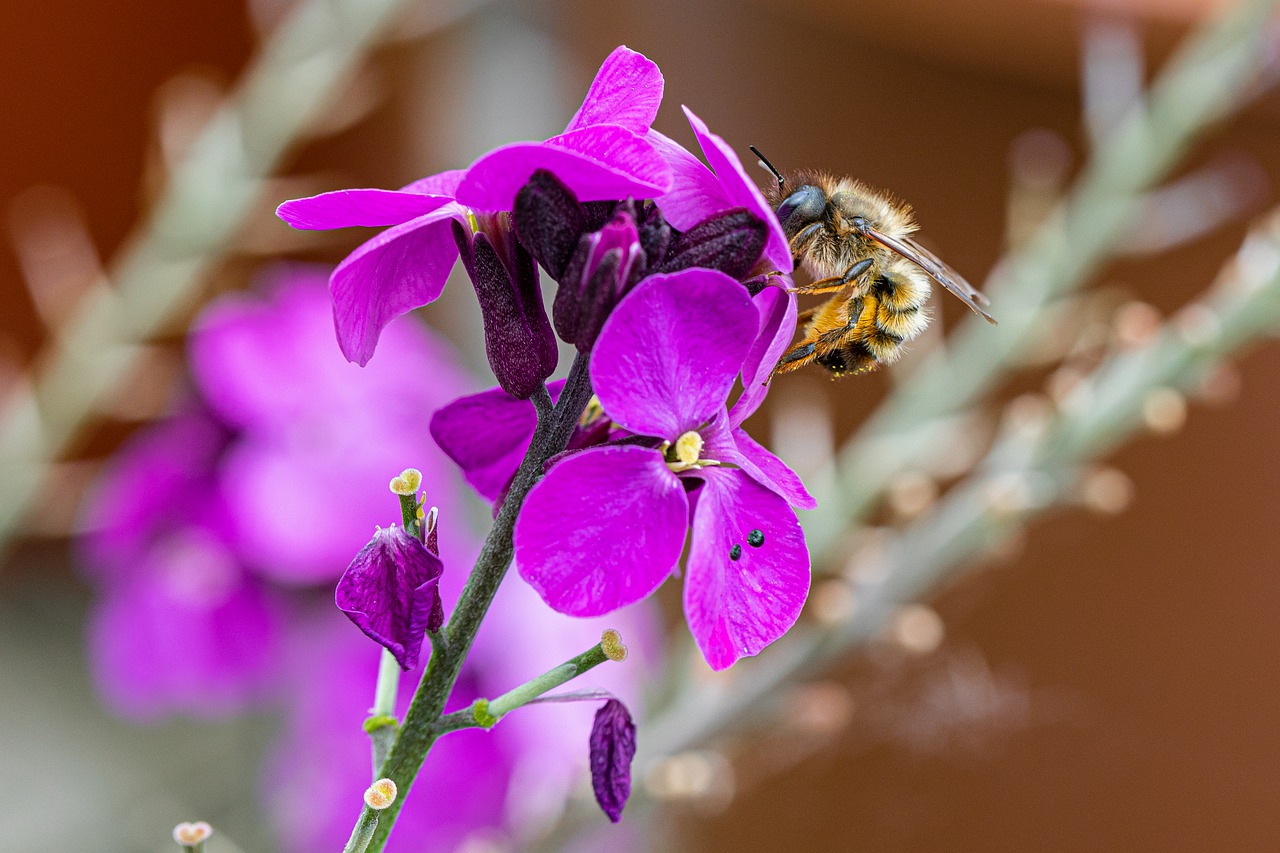 bee  flower  cross-pollination free photo