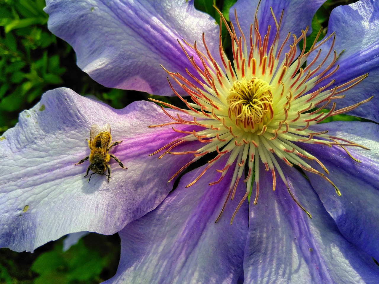 bee  blossom  bloom free photo