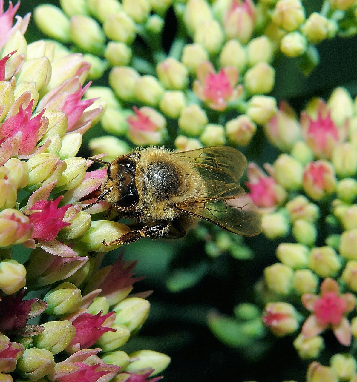 bee blossom bloom free photo