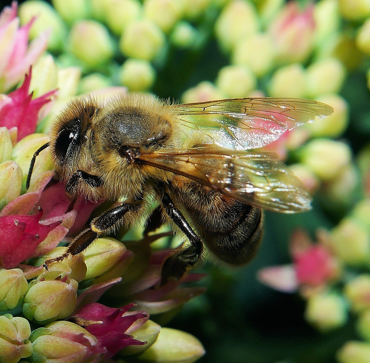 bee blossom bloom free photo