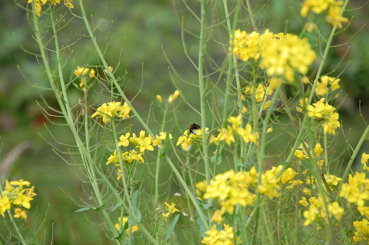 bee  yellow  flower free photo