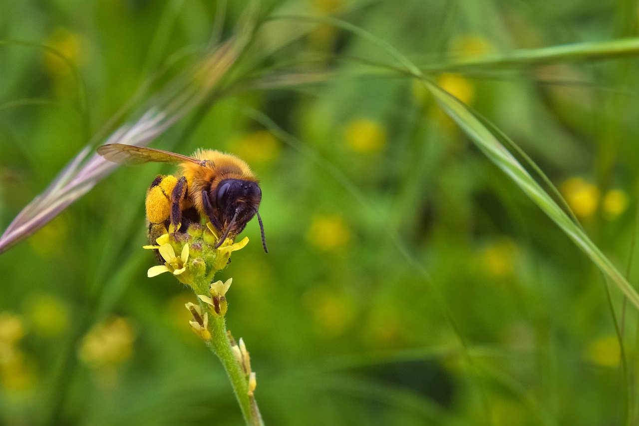 bee  insect  pollen free photo