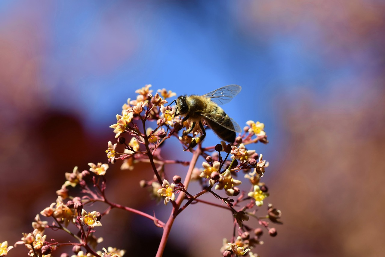 bee  honey bee  insect free photo