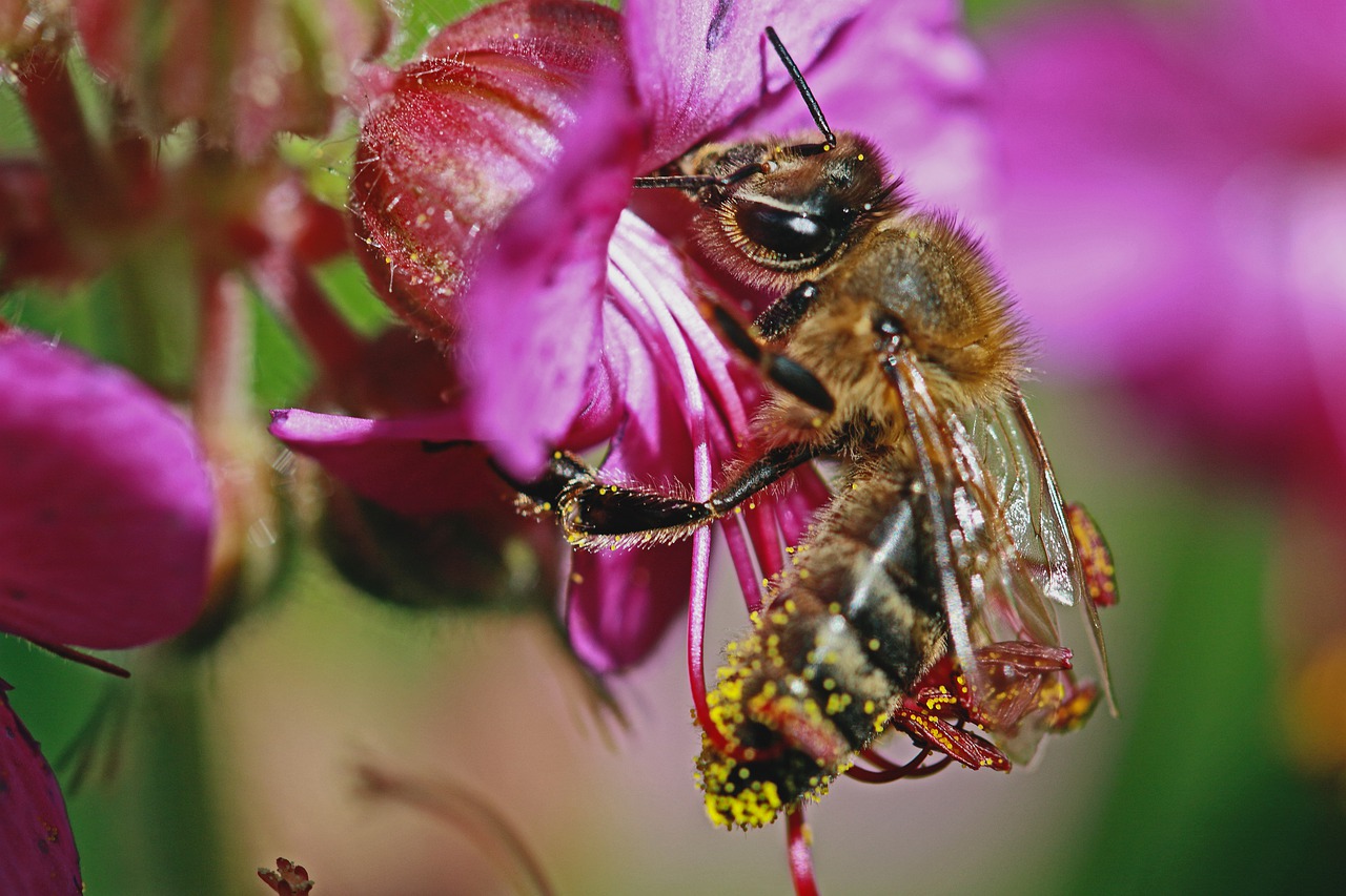 bee  bug  bees free photo