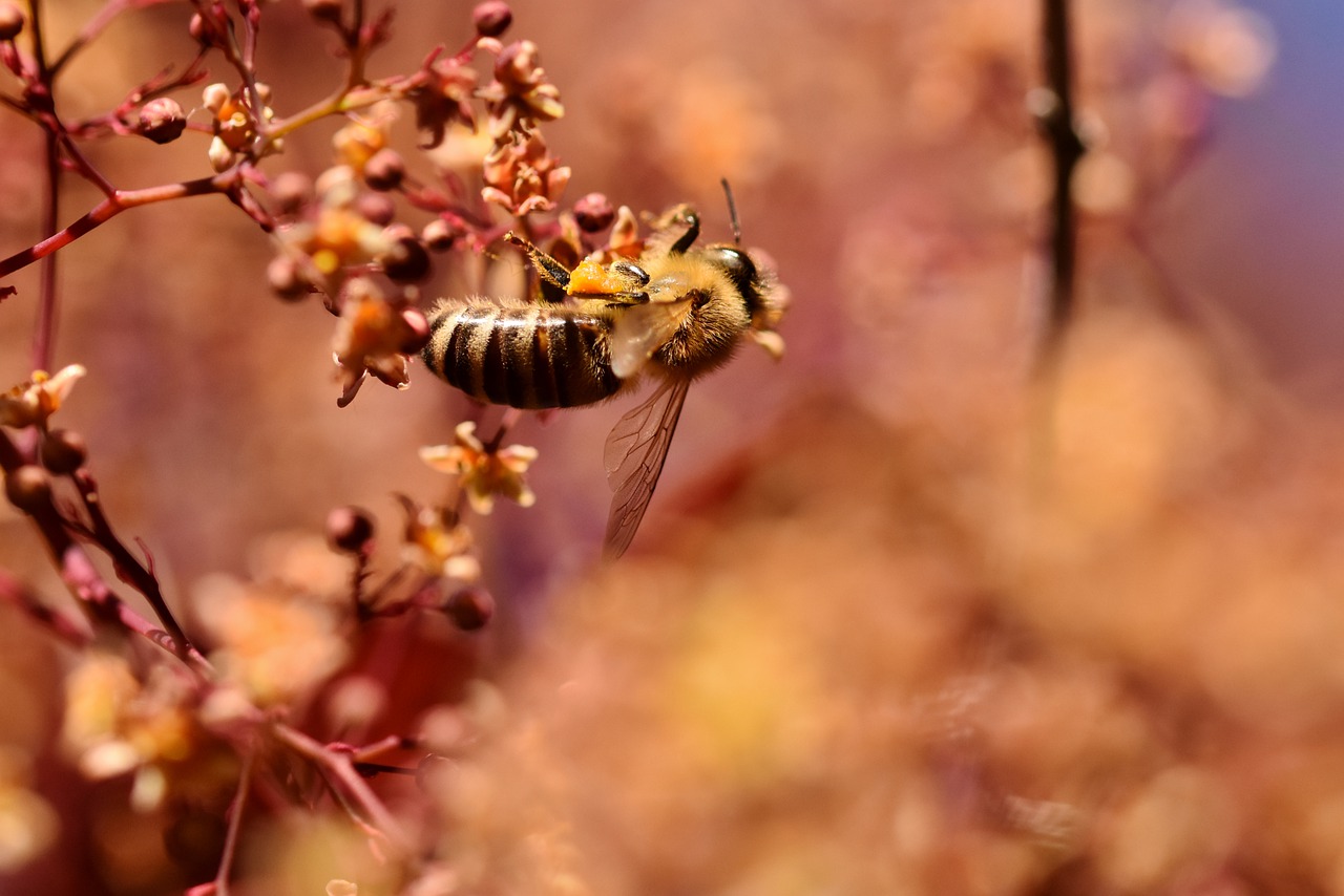 bee  honey bee  insect free photo