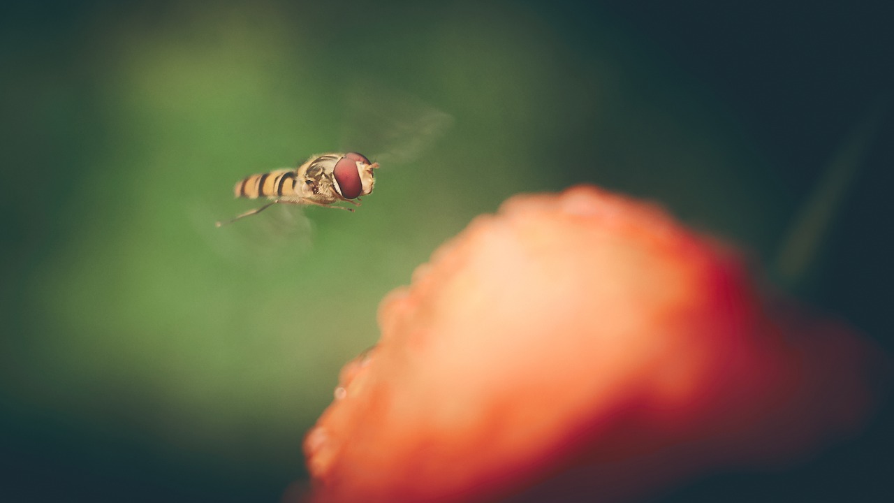 bee  flower  nature free photo