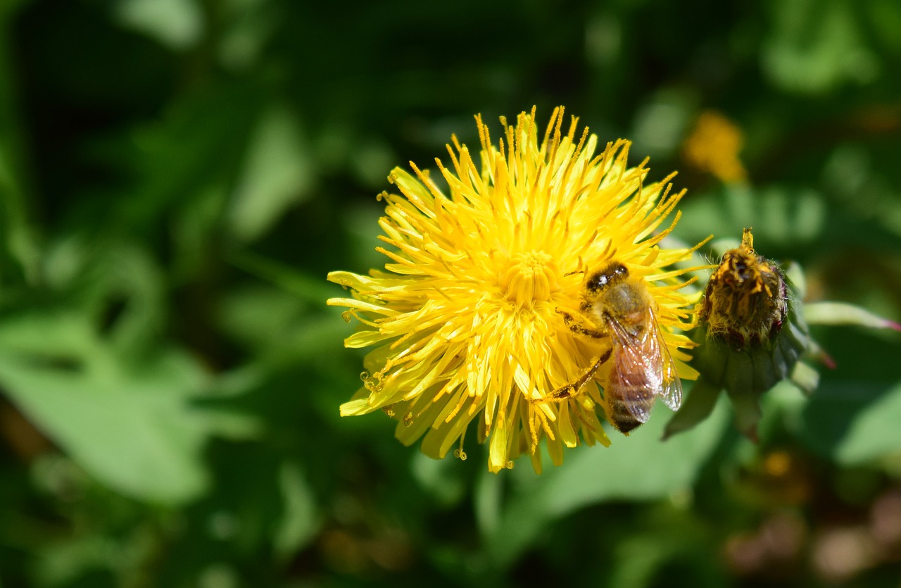 bee  flower  bloom free photo