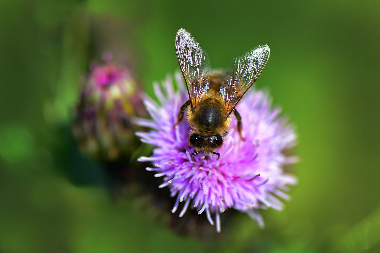 bee  insect  animal free photo