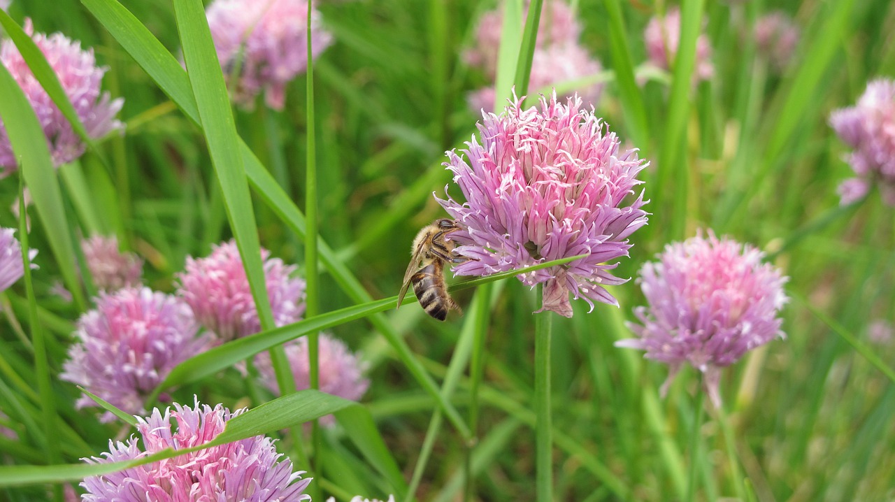 bee  chives  herbs free photo