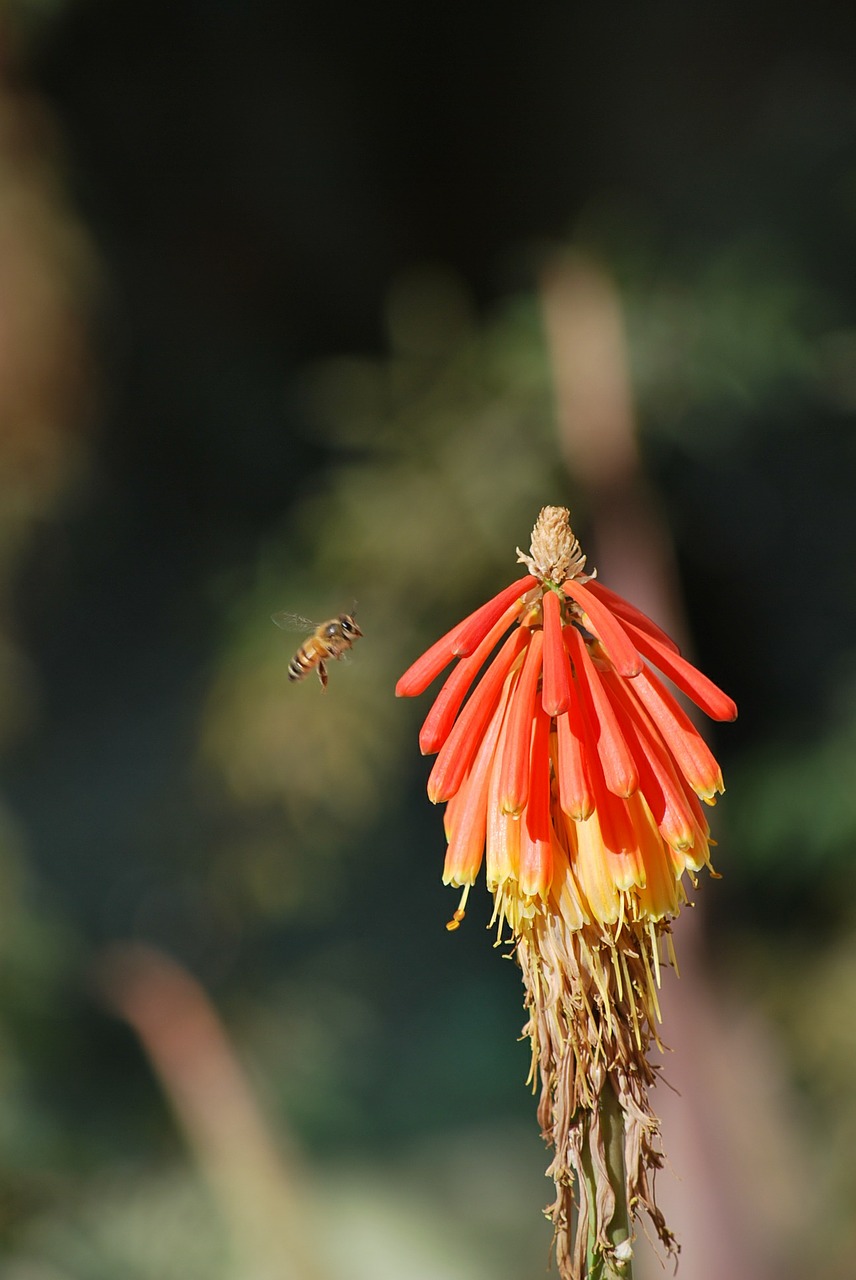 bee flower spring free photo