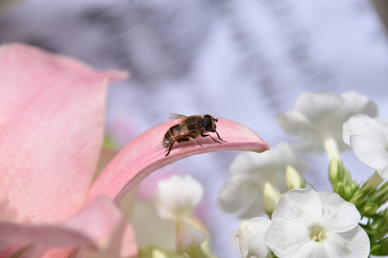 bee  insect  pollen free photo