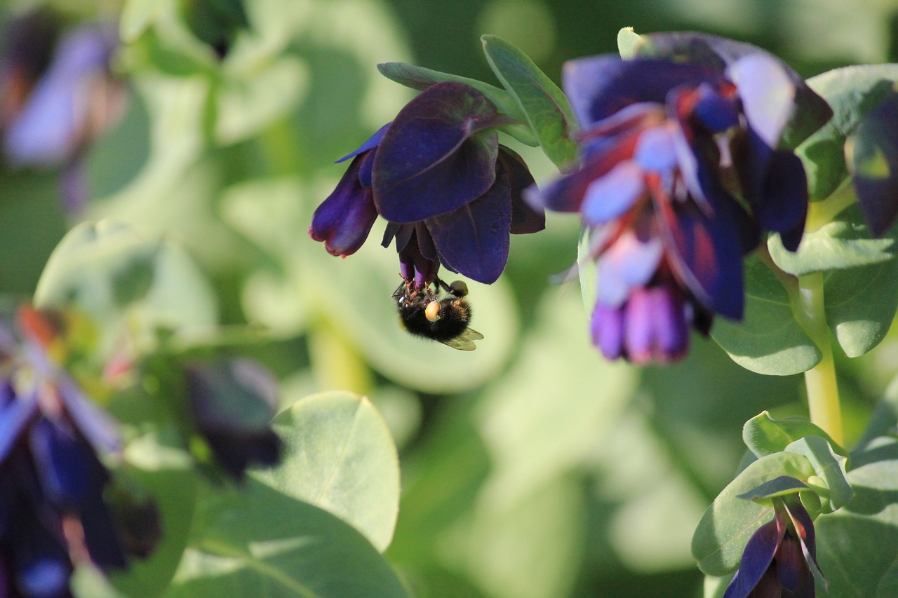 bee  garden  purple free photo