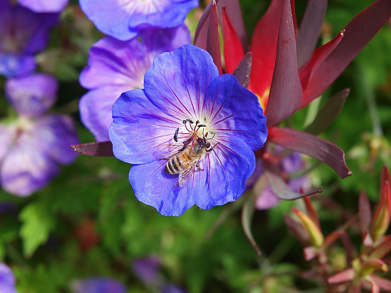 bee flower nature free photo