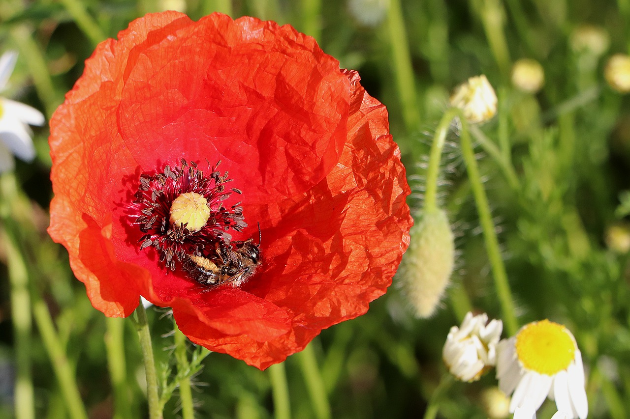 bee  klatschmohn  poppy flower free photo