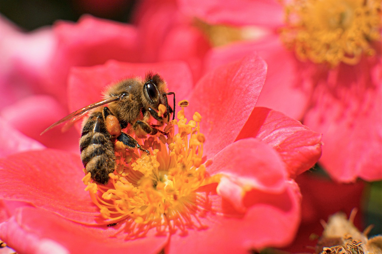 bee  honey bee  pollination free photo