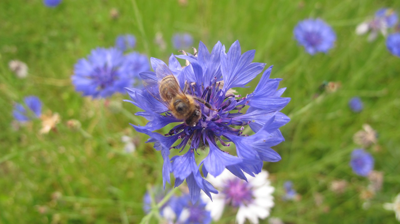 bee  insect  flower free photo