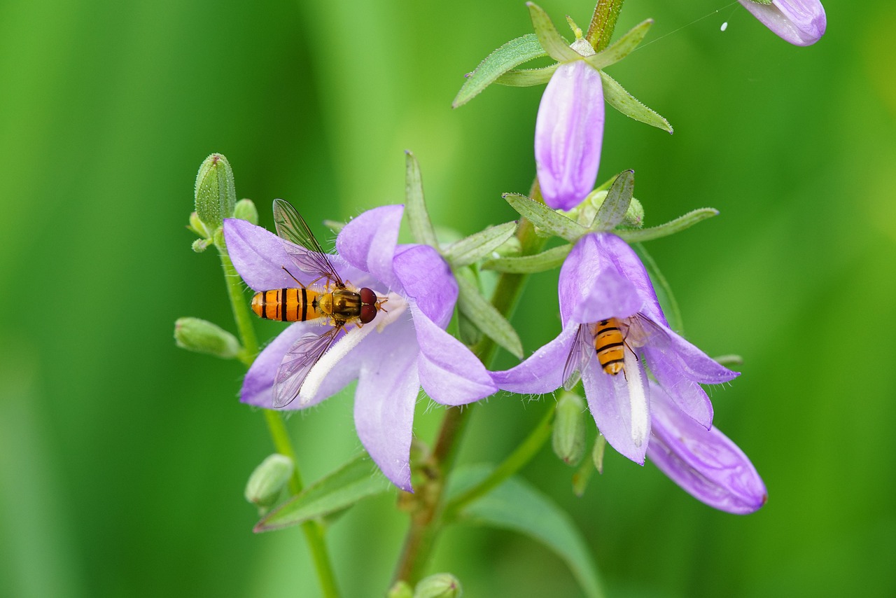 bee  flower  insect free photo