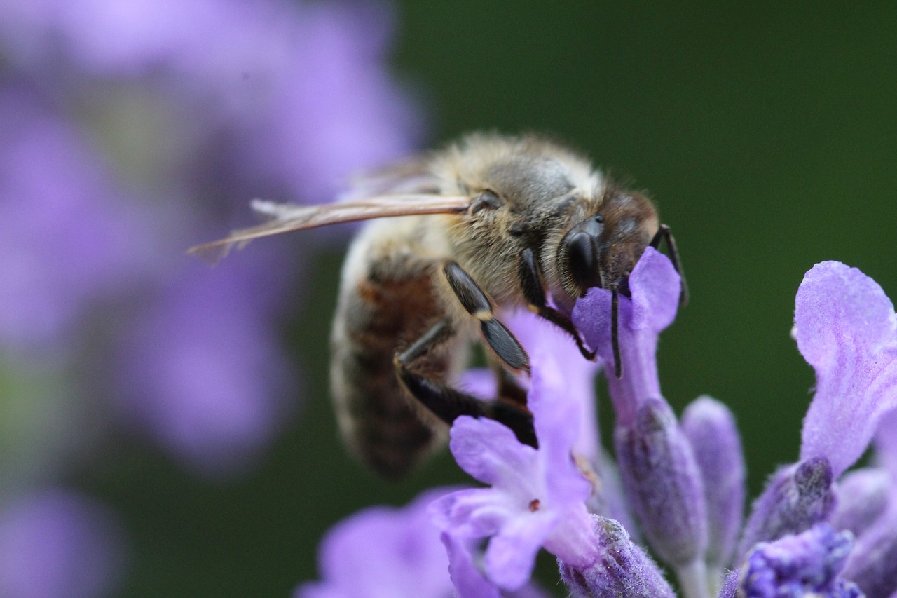 bee  blossom  bloom free photo