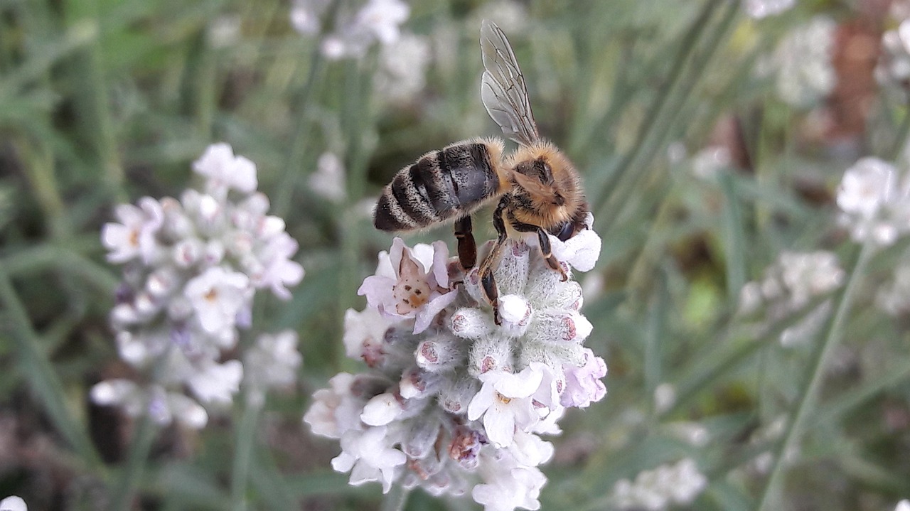bee  honey bee  lavender free photo