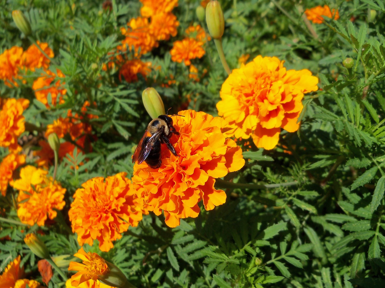 bee pollen floral free photo