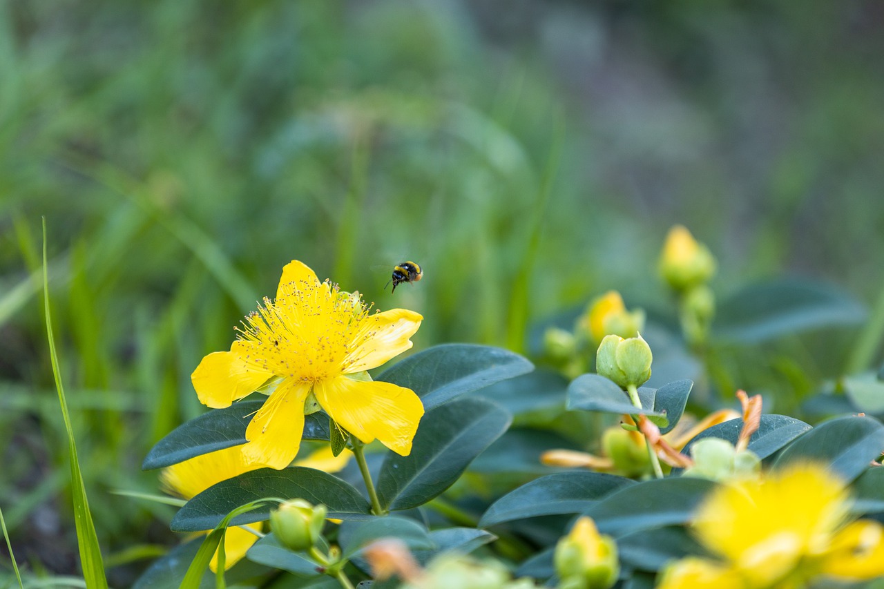 bee  flower  yellow free photo