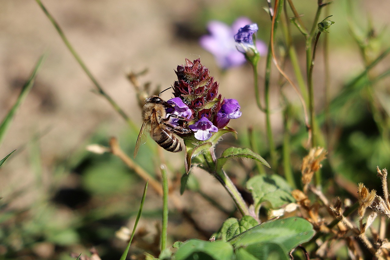 bee  honey bee  close up free photo