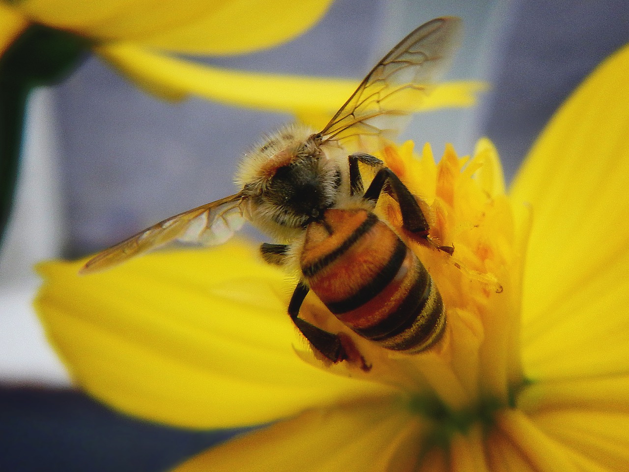 bee  pollen  pollination free photo
