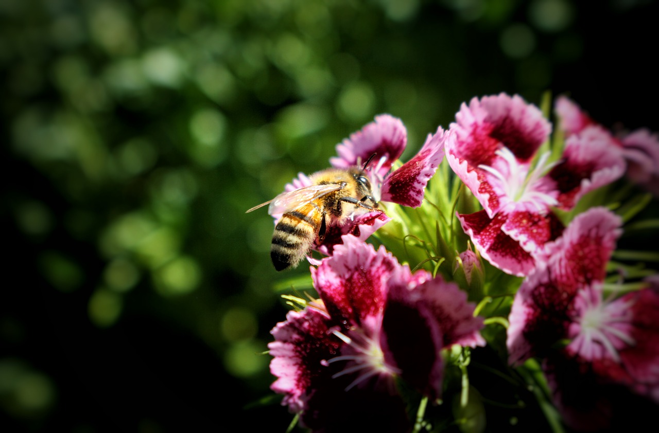 bee  flowers  nature free photo