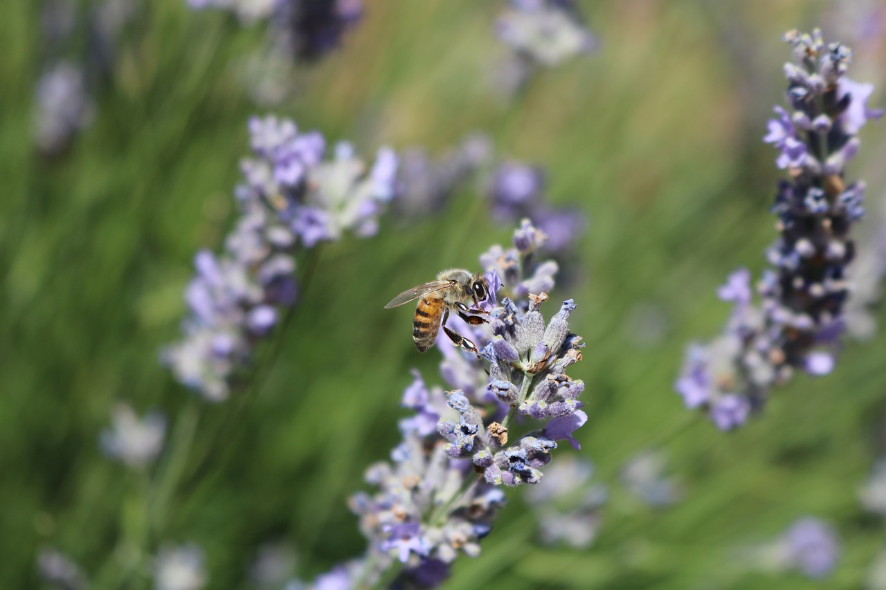 bee  turkey  macro free photo