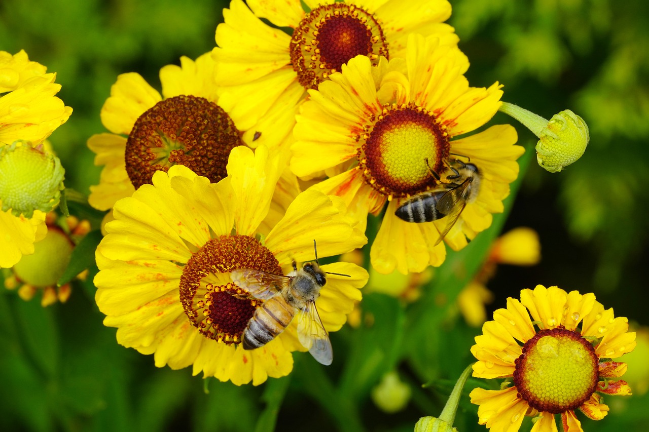 bee  flower  nature free photo