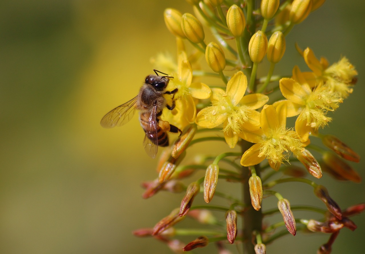 bee garden pollen free photo