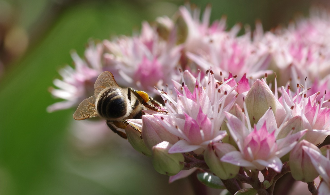 bee stonecrop pollen free photo