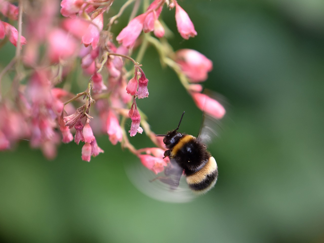 bee  nature  flight free photo