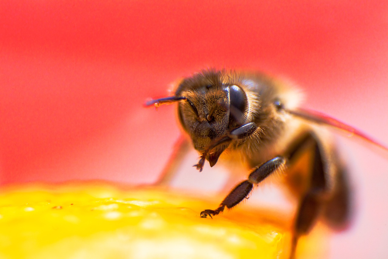 bee  insects  flower free photo