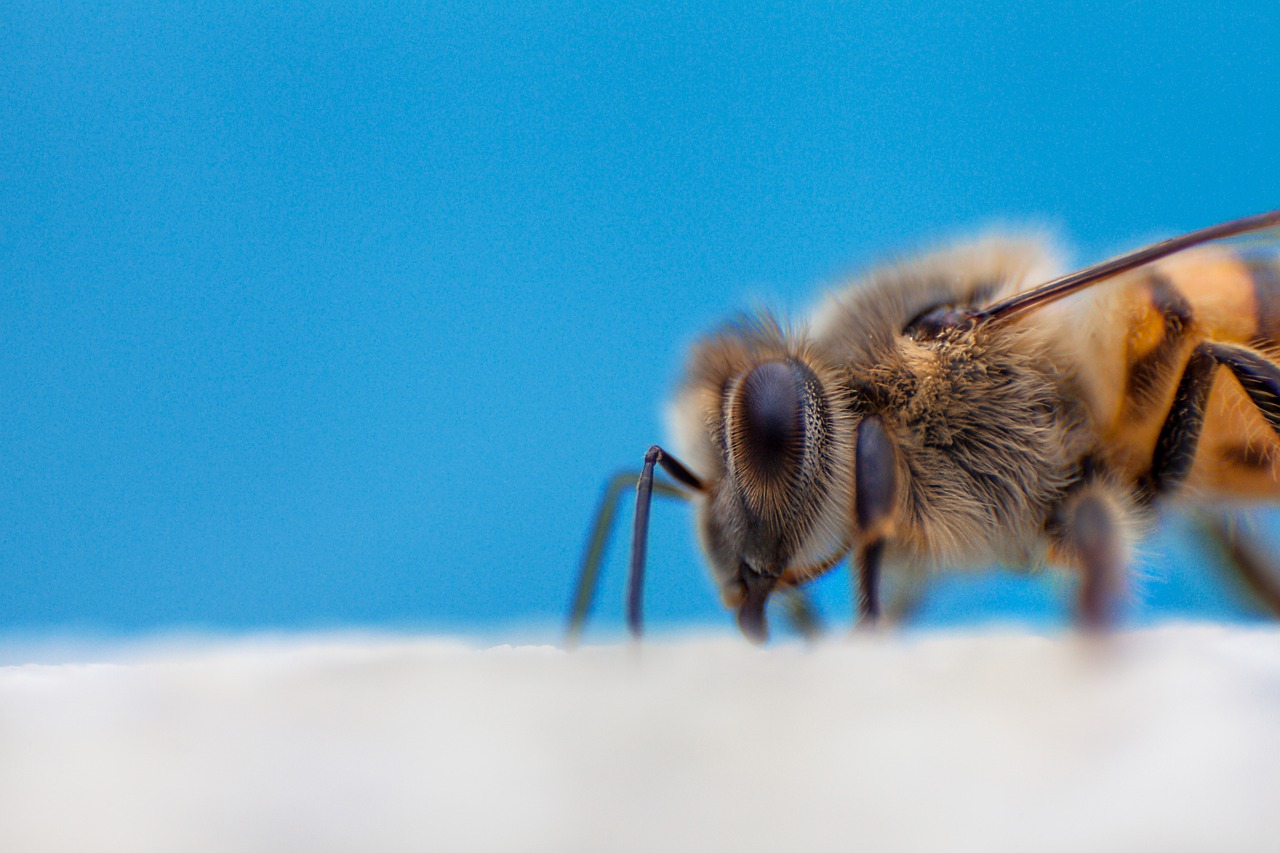 bee  yellow  pollen free photo