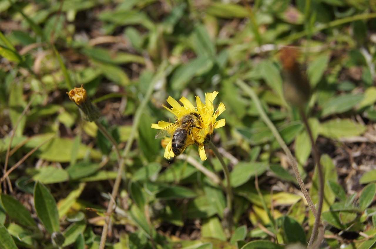 bee macro flower free photo