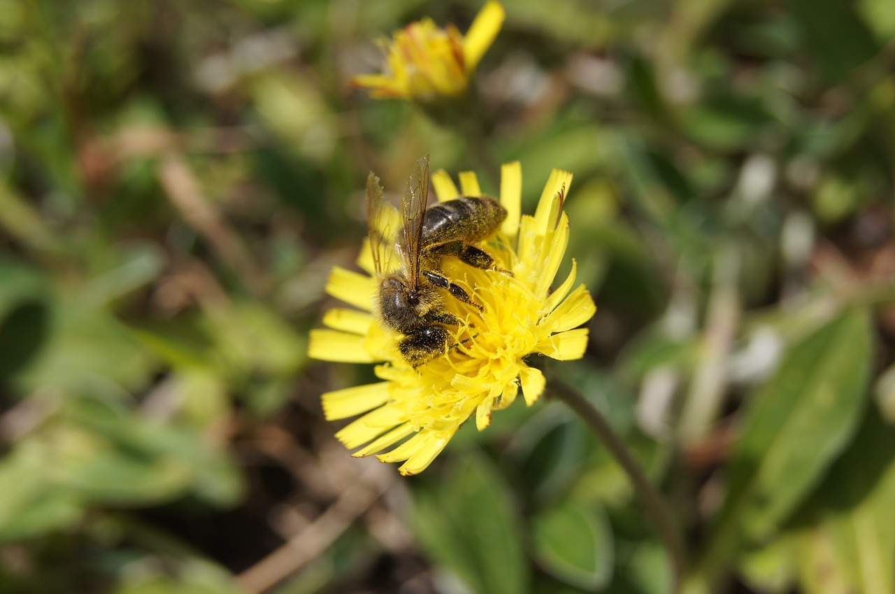 bee flower yellow free photo