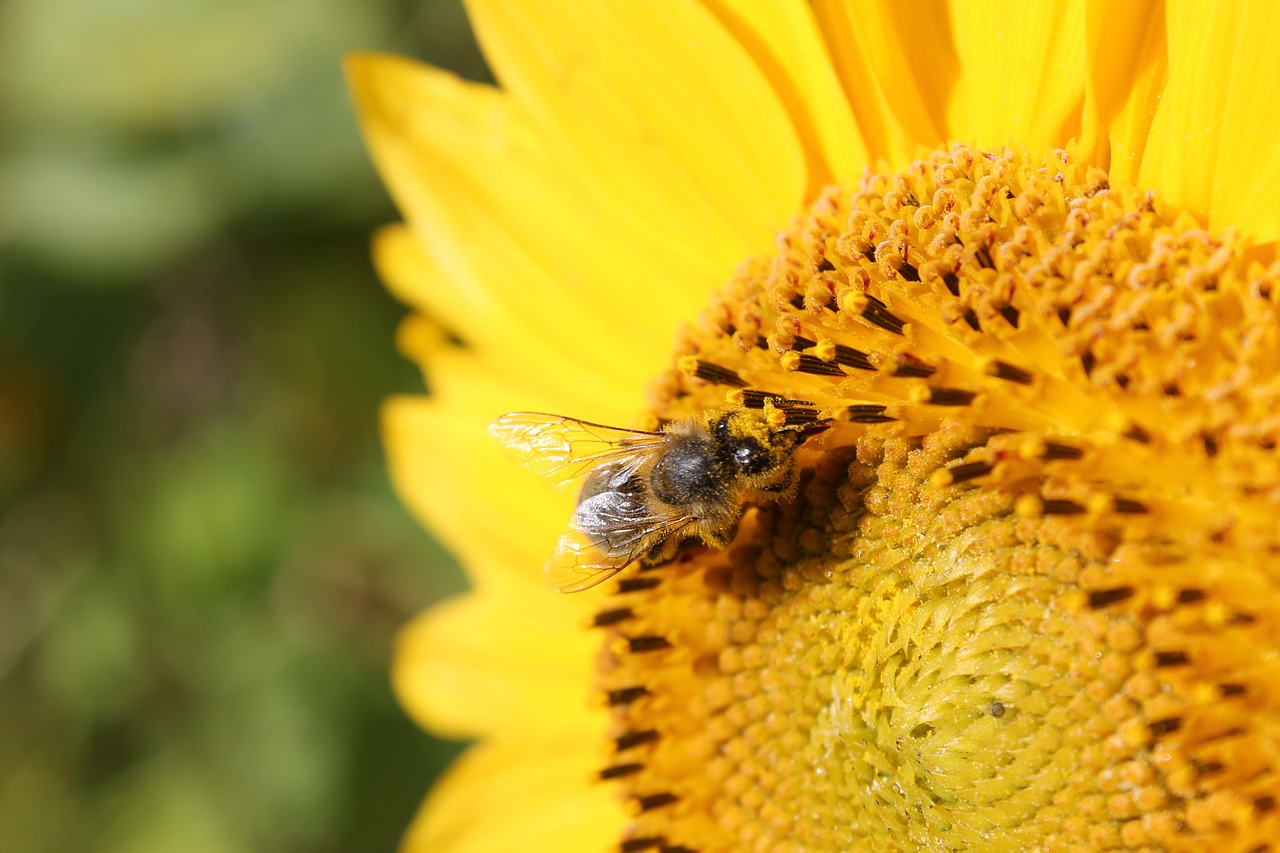 bee sun flower yellow free photo