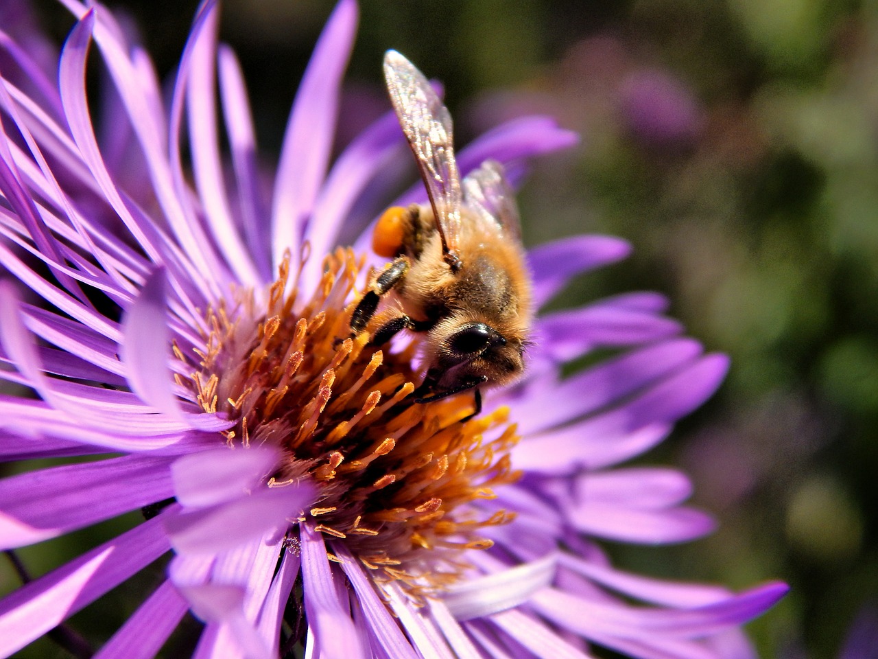 bee pollen macro free photo