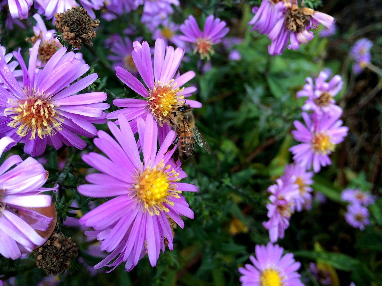 bee flower autumn free photo