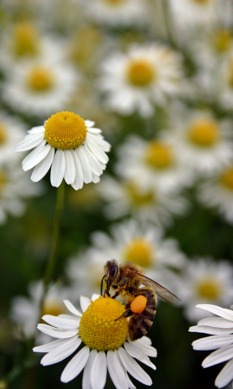 bee honey bee pollen free photo