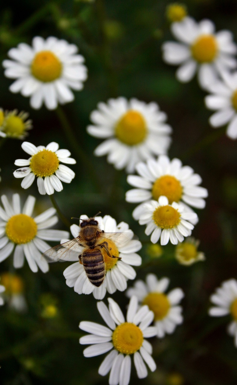bee honey bee pollen free photo