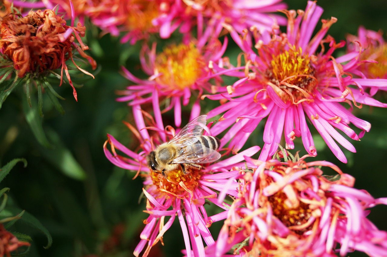 bee flower aster free photo